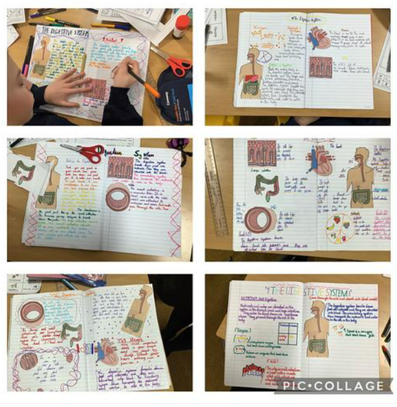 Digestive system double page spread